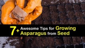 How to Grow Asparagus from Seed titleimg1