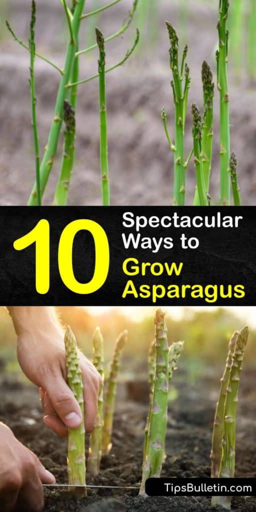 Discover how to grow your own asparagus patch to enjoy delicious asparagus spears in early spring. Start seeds indoors or plant crowns beneath seven inches of soil. Spread mulch to prevent weeds, and remove asparagus beetles by hand. #howto #grow #asparagus