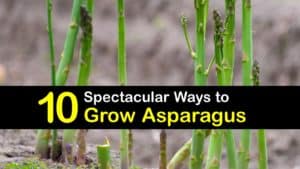 How to Grow Asparagus titleimg1