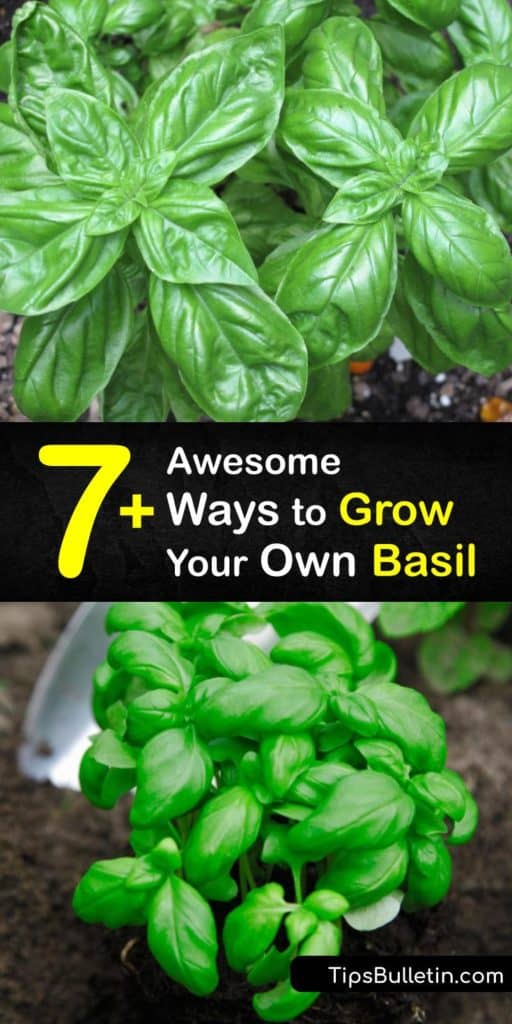 Discover how to grow basil in your own backyard with these brilliant tips and tricks that help you save money and reduce environmental waste.