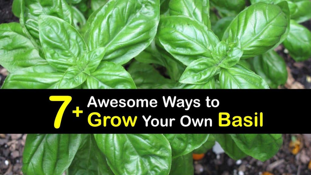 How to Grow Basil titleimg1