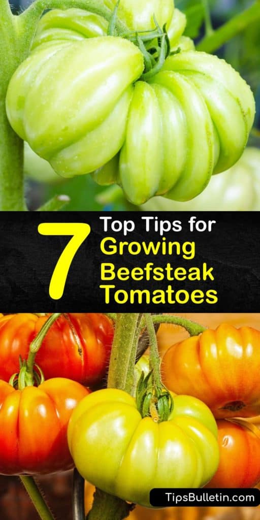 Learn how to grow beefsteak tomatoes like Big Beef. Sow seeds indoors to extend the growing season. The next step is transplanting outdoors, ensuring good air circulation. Add mulch and a fertilizer rich in potassium and phosphorus to encourage meaty fruits. #tomatoes #beefsteak #growing