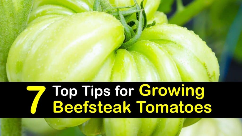 How to Grow Beefsteak Tomatoes titleimg1