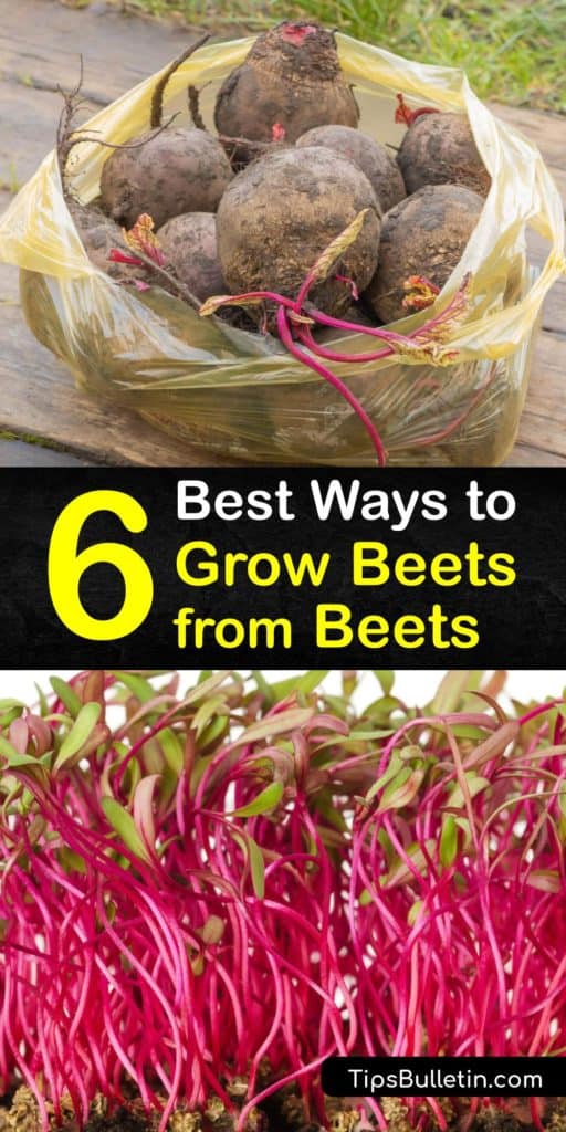 Satisfy your craving for a Chioggia beet leaf salad by using these tips to understand the germination process of root veggies, making them stronger with full sun, mulch, and a row cover, and storing them through pickling and refrigeration. #howto #grow #beets #regrow