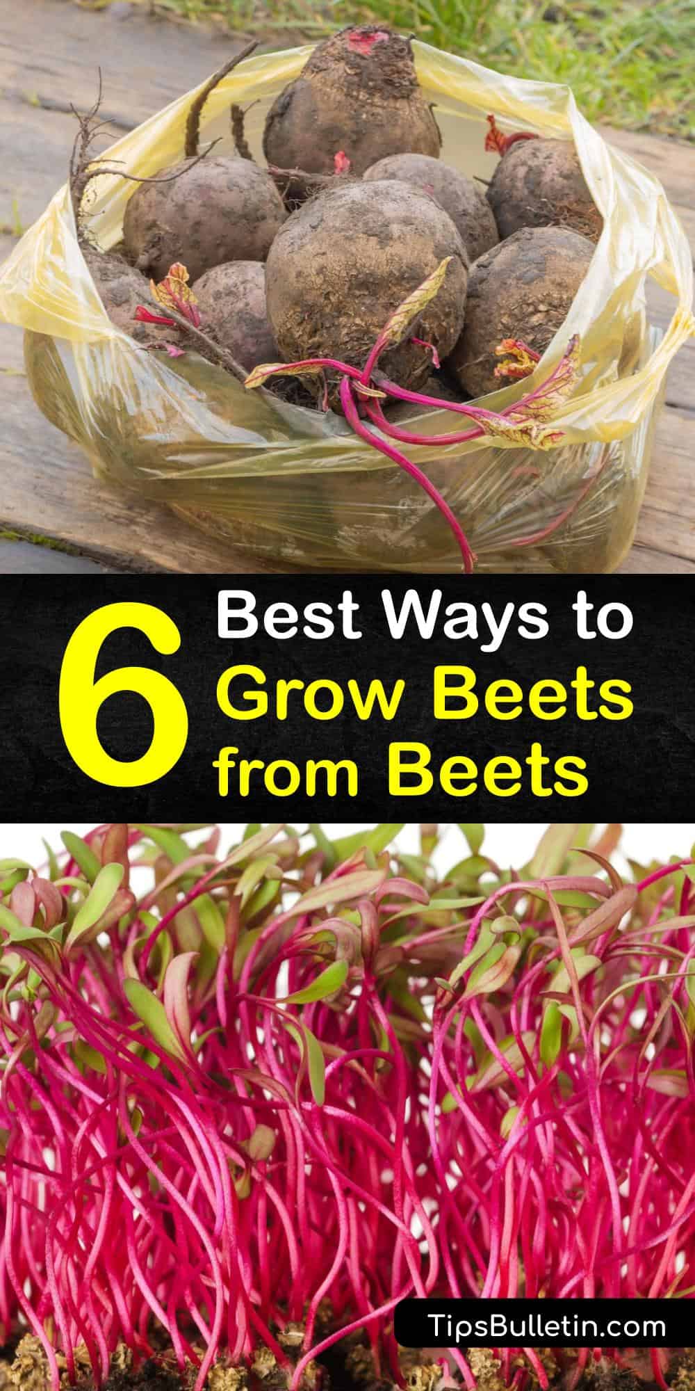 6 Best Ways to Grow Beets from Beets