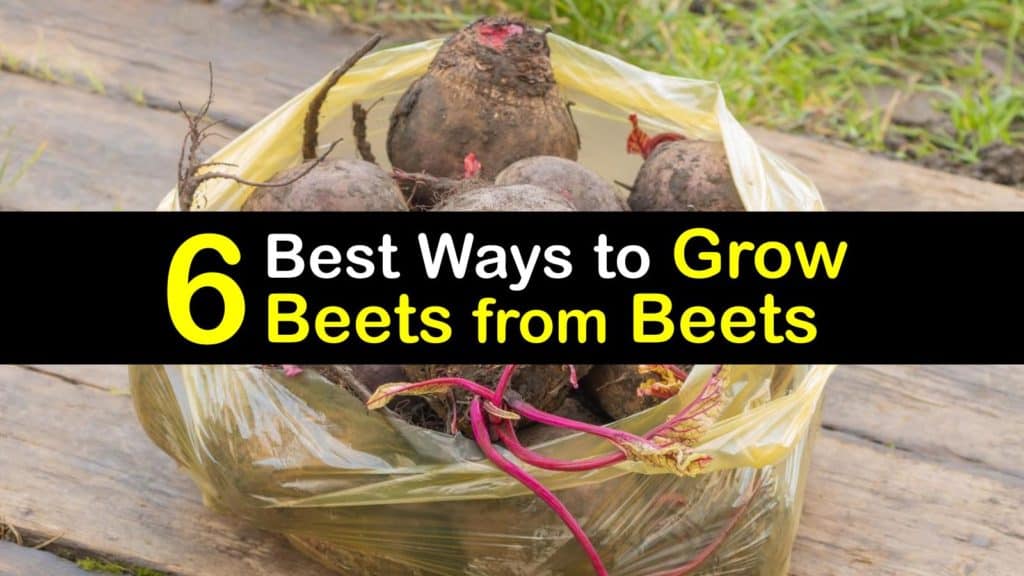 How to Grow Beets from Beets titleimg1