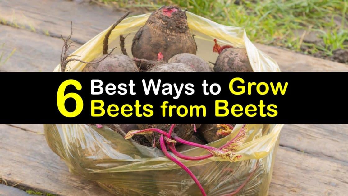 How to Grow Beets From Scraps