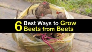 How to Grow Beets from Beets titleimg1