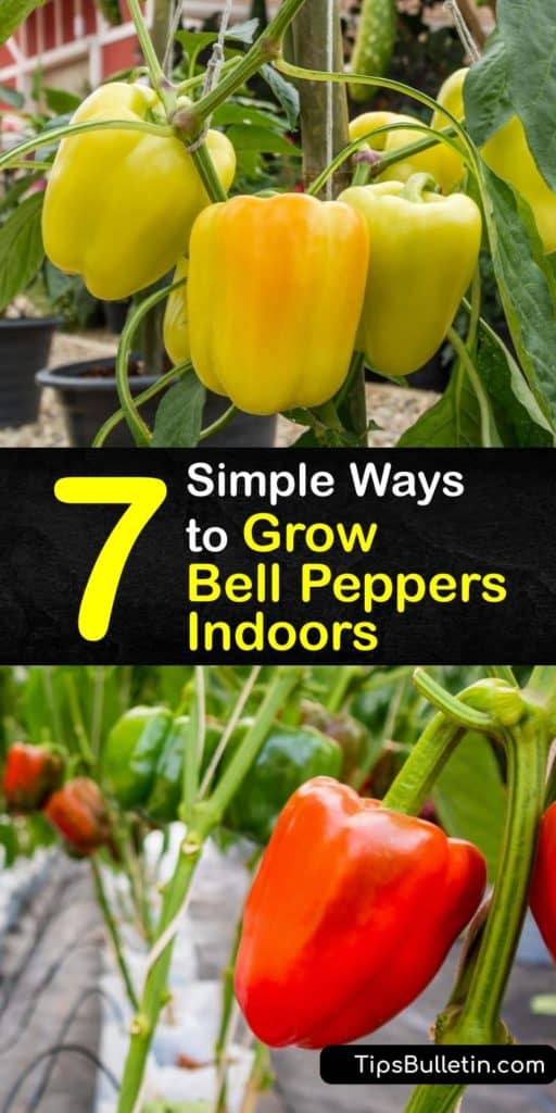 Find out how to extend the growing season for bell peppers by transplanting them from your garden into pots. Or, germinate pepper seeds using a heat mat to keep the soil temperature warm enough. Use a grow light to keep peppers fruiting all winter. #howto #grow #bell #peppers #indoors