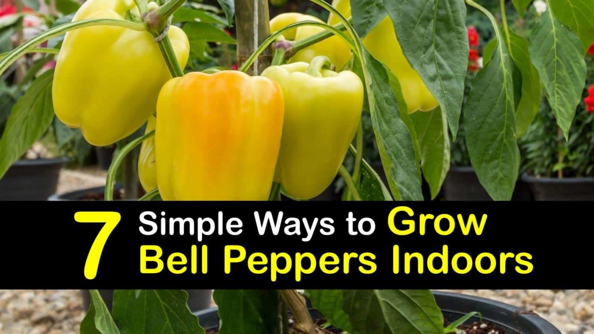 Indoor bell pepper plant care