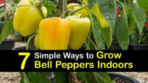 How to Grow Bell Peppers Indoors titleimg1