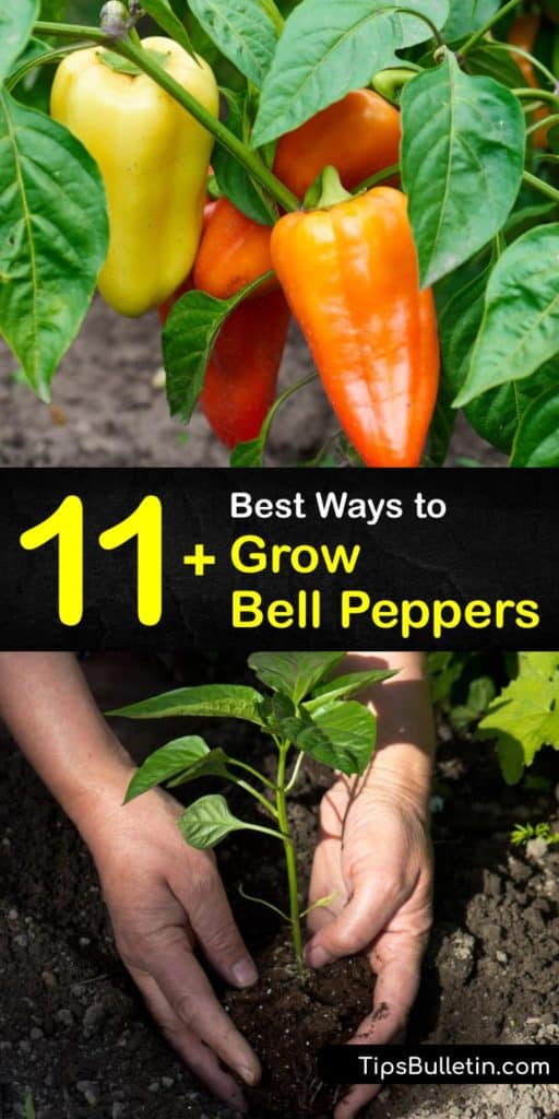 Learn the germination for bell pepper plants. All pepper varieties are vulnerable to shock from transplanting during the growing season. Blossom end rot and aphids are two hindrances to the plant. But, simple tricks like black plastic mulch and neem oil prevent them. #howto #grow #bell #peppers