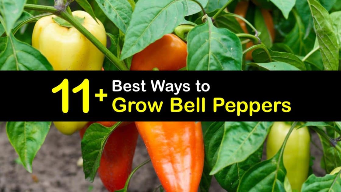 11+ Best Ways to Grow Bell Peppers