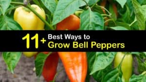 how to grow bell peppers titleimg1