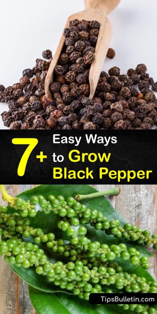 Discover how to grow black pepper plant or Piper nigrum varieties. The peppercorn plant on a trellis produces green pepper chains that develop into black peppercorns. Like houseplants, a black pepper plant is susceptible to root rot from overwatering. #howto #grow #black #pepper