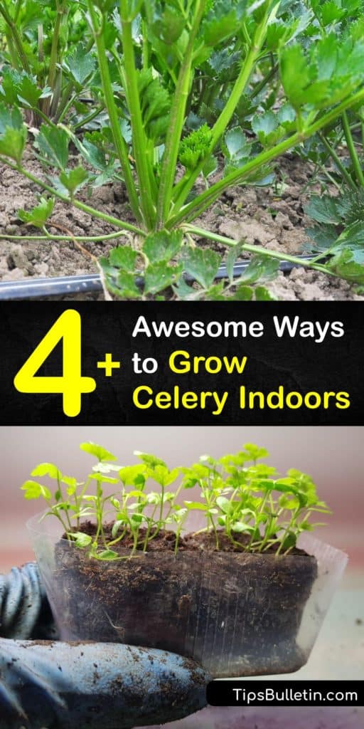 Add some crunch to meals when you plant a bunch of celery in your garden. Use these DIY methods involving a celery base, celery seeds, giving them enough water, and using rich potting soil to grow healthy stalks to utilize every day in the kitchen. #howto #grow #celery #indoors