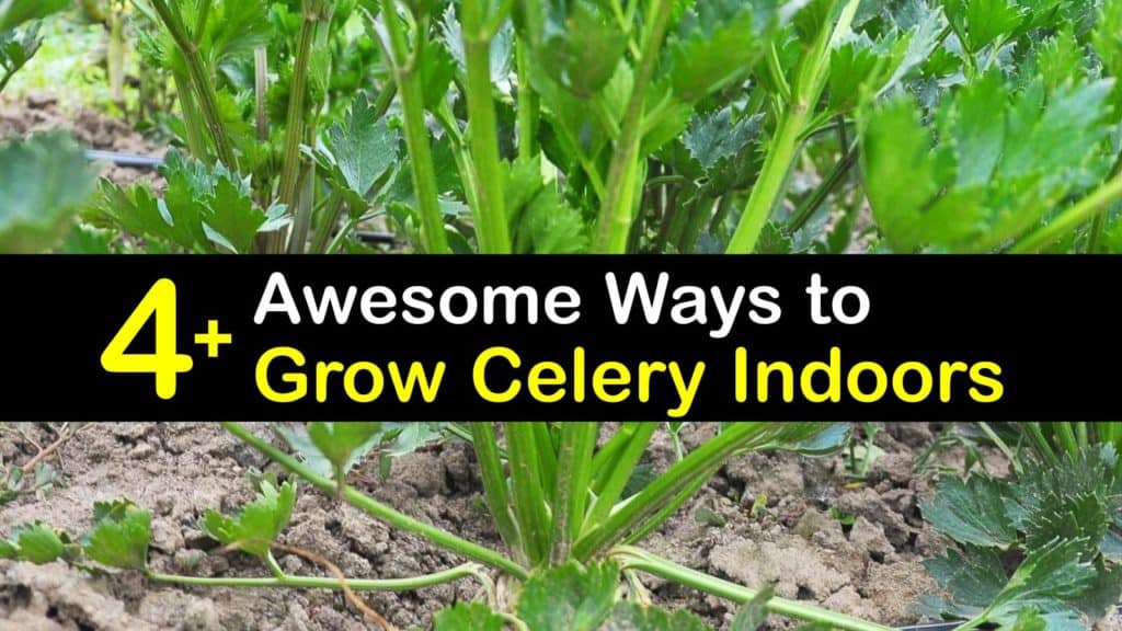 How to Grow Celery Indoors titleimg1