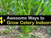 How to Grow Celery Indoors titleimg1