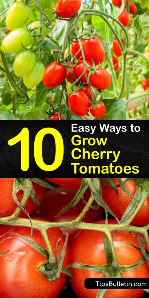 Learn how to grow-cherry-tomatoes at home in a container or garden, and ways to care for your plants for a bountiful harvest. These plants are easy to grow as long as you use rich potting soil and a tomato cage, and fertilize them after planting. #howto #grow #cherry #tomatoes