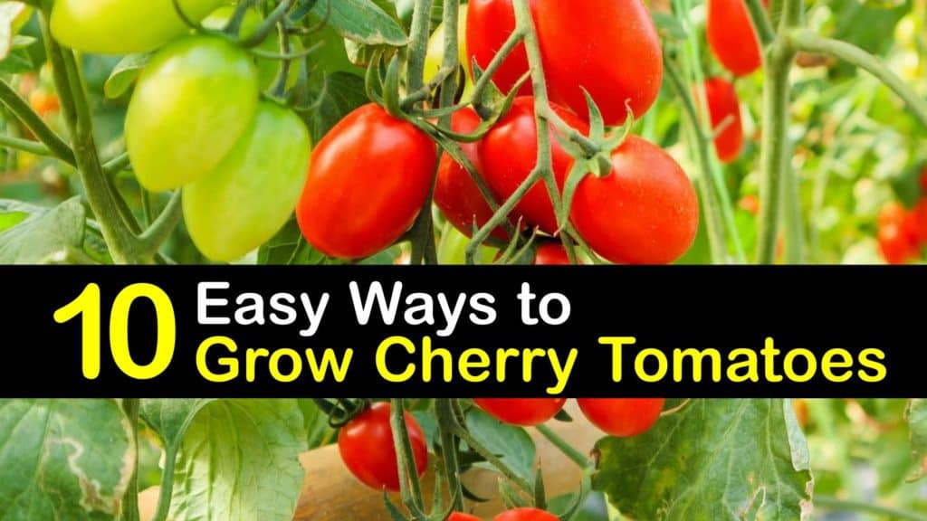 How to Grow Cherry Tomatoes titleimg1