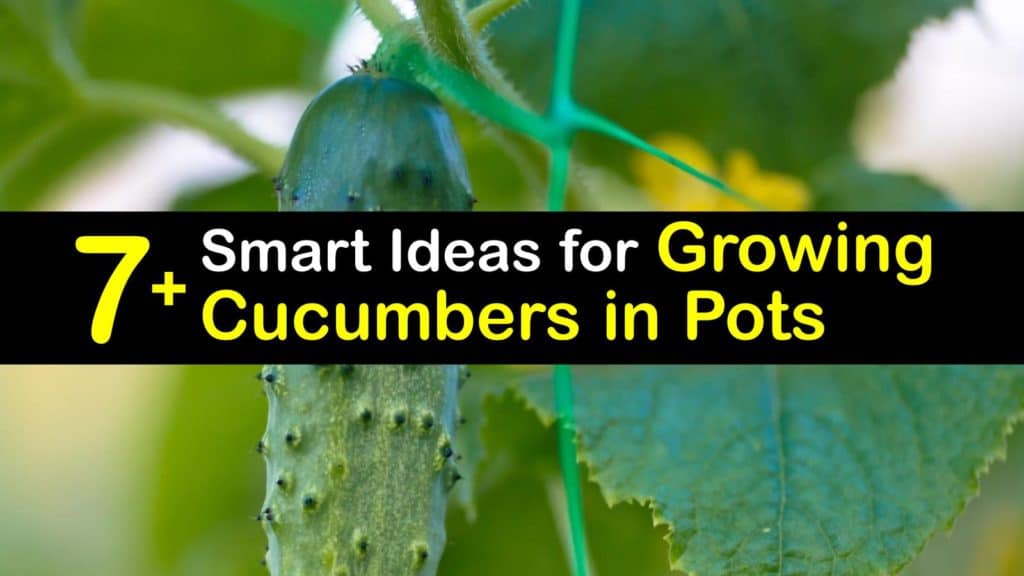 How to Grow Cucumbers in a Pot titleimg1