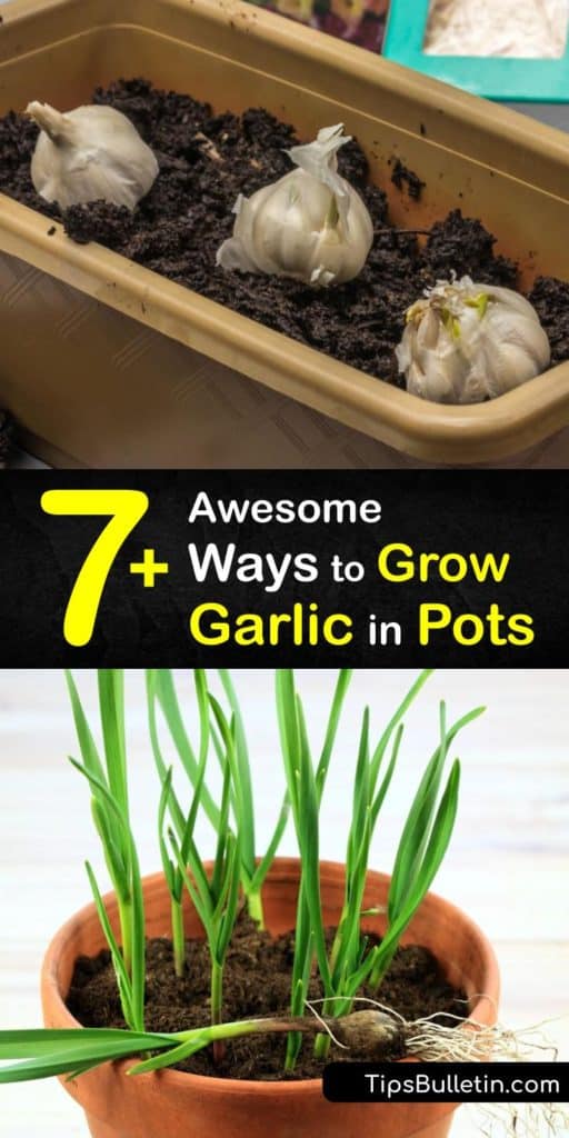 Discover the best tips and tricks for planting garlic in pots. Homegrown garlic is much tastier than what you buy at the grocery store. From planting garlic to when it’s time to harvest garlic, here’s everything you need to know for DIY container gardening. #howto #grow #garlic #pots