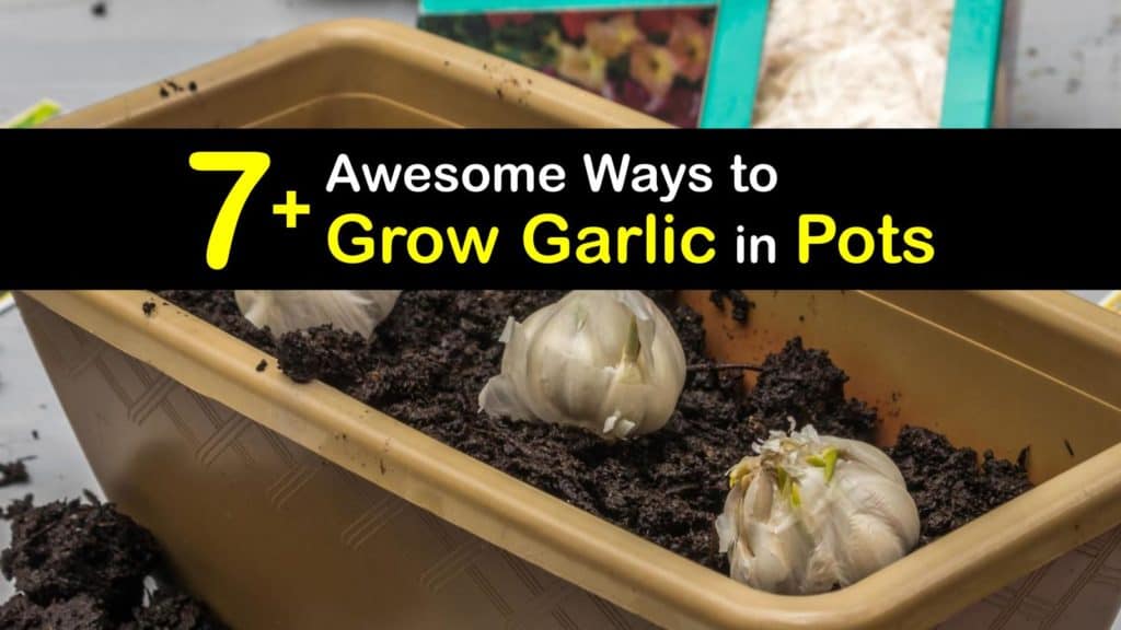 How to Grow Garlic in Pots titleimg1