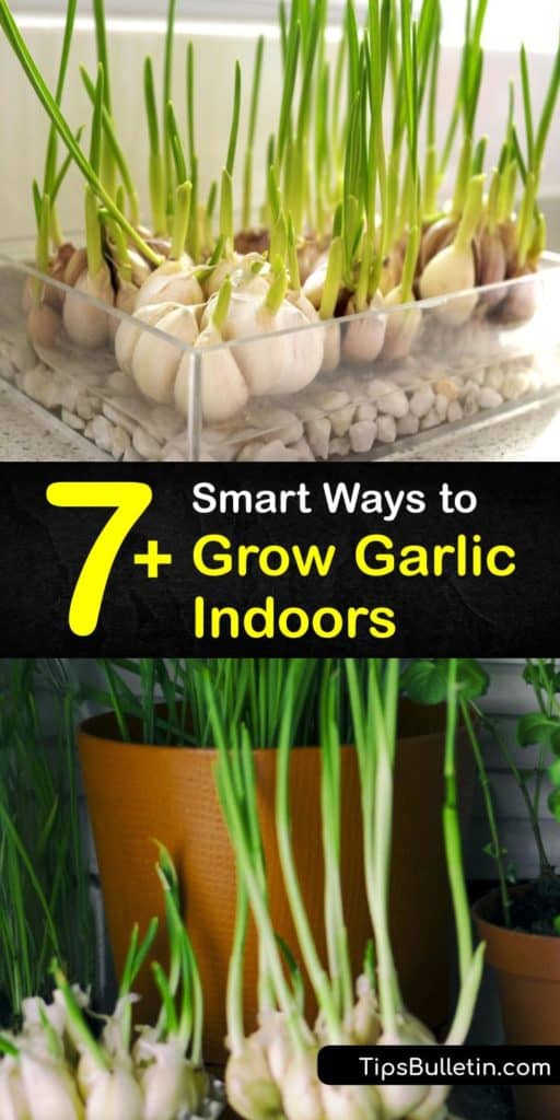 Follow this step-by-step guide to growi garlic plants and allium, and have a bountiful supply of garlic cloves, garlic greens, and garlic scapes to cook with. Learn how to find the right potting soil, make DIY drainage holes, and install grow lights for healthy, happy plants. #grow #garlic #indoors