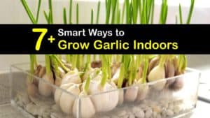How to Grow Garlic Indoors titleimg1