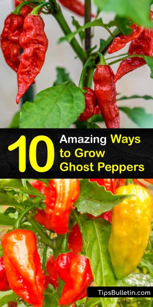 Learn how to plant ghost pepper seeds and harvest hot peppers at the end of the growing season. The ghost pepper is hotter than the habanero but has less heat than the hottest pepper, the Carolina reaper, so it’s vital to wear gloves when handling them. #howto #grow #ghost #peppers