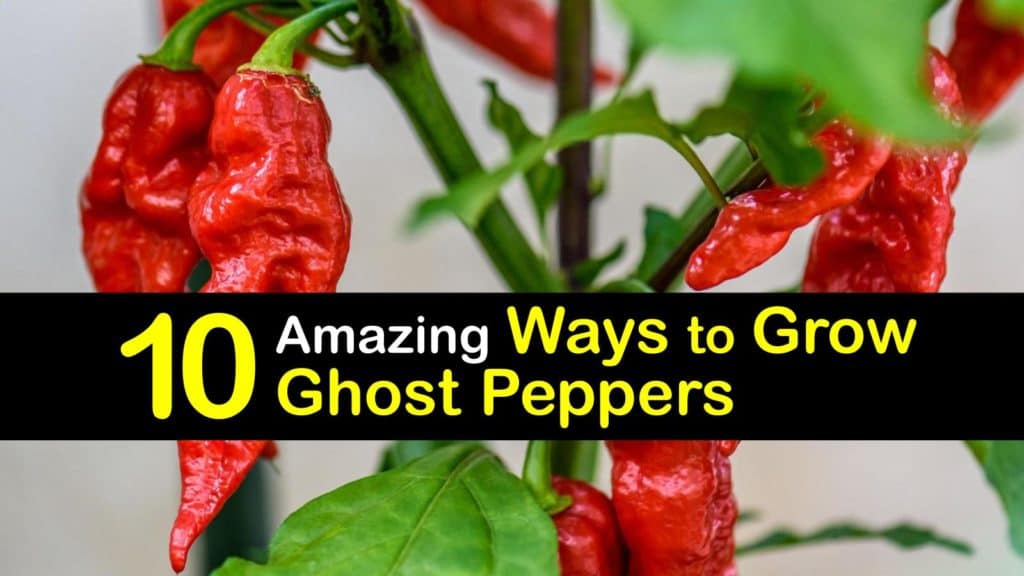 How to Grow Ghost Peppers titleimg1