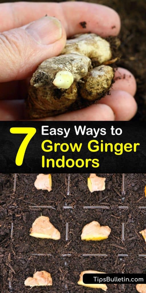 Run to the grocery store and grab some fresh ginger to start learning everything there is to know about growing your own ginger as a houseplant. This guide features tips on sprouting the root with warm water, types of potting soil, and how to replant them into the right pots. #grow #ginger #indoors