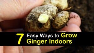 How to Grow Ginger Indoors titleimg1