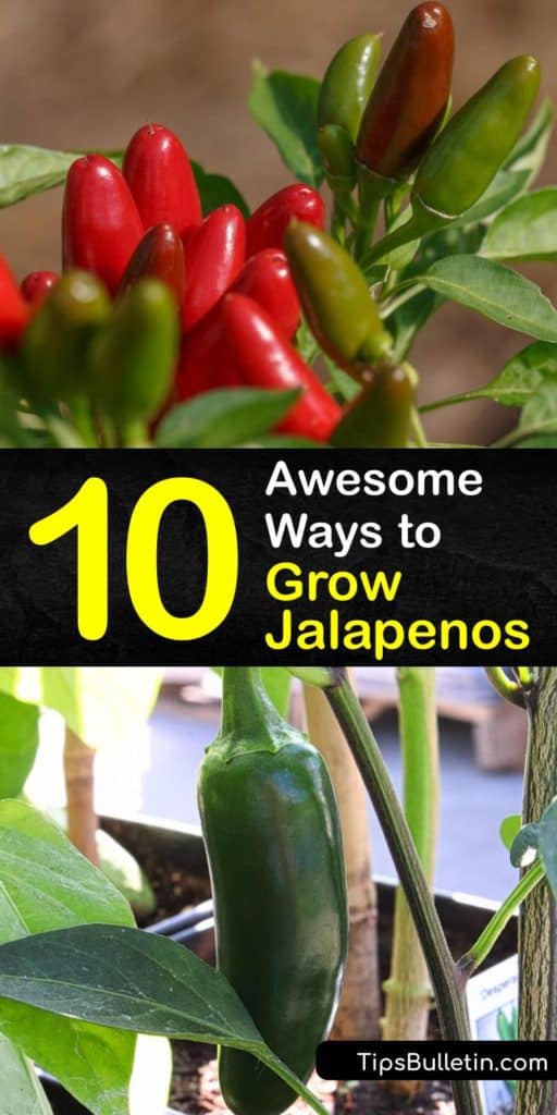 Just because a jalapeno pepper plant with 8,000 units on the Scoville scale originates in Mexico, doesn't mean growing jalapenos is impossible in other areas. Capsicum plants like habanero or bell peppers have easy germination processes when you avoid aphids. #howto #grow #jalapeno #peppers