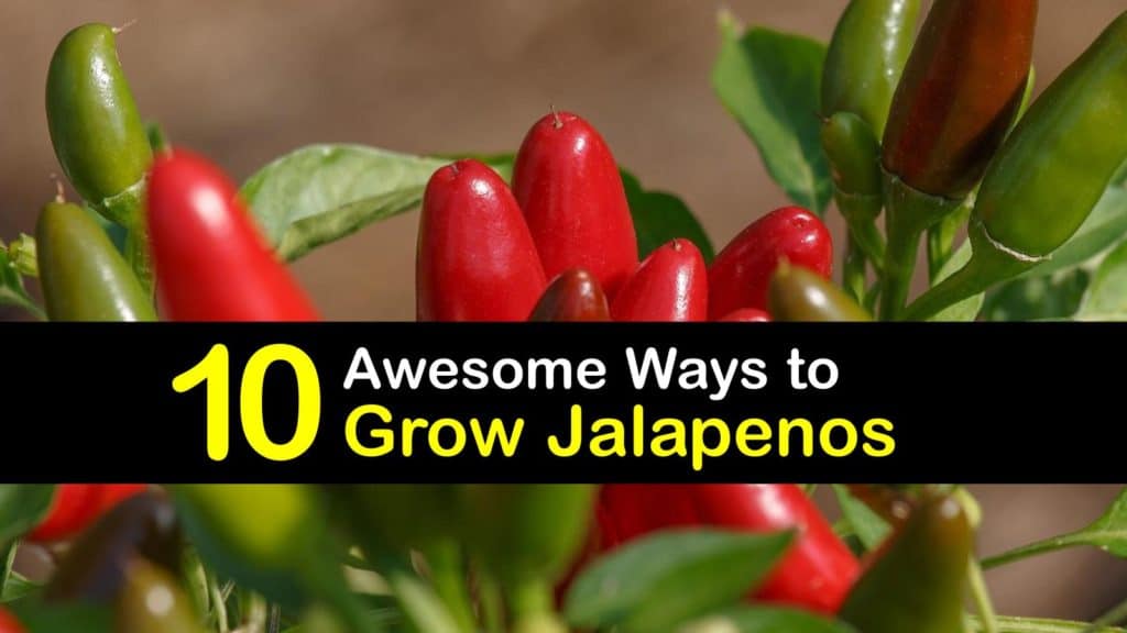 How to Grow Jalapenos titleimg1