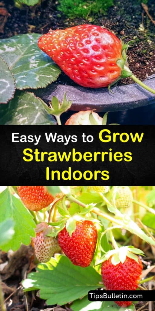 Learn how to grow strawberries with simple DIY methods. Day-Neutral and Alpine strawberries planted in hanging baskets with organic fertilizer thrive under a grow light. A strawberry’s growing season extends from June-bearing to all year round with these methods. #howto #grow #strawberries #indoors