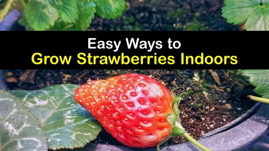 How to Grow Strawberries Indoors titleimg1