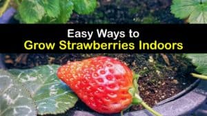 How to Grow Strawberries Indoors titleimg1