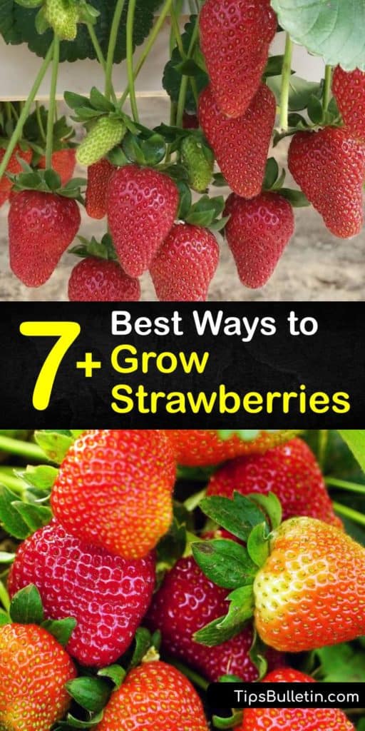 Discover all you need to know about growing strawberries from seed or bare root. Learn the difference between everbearing and June-bearing varieties, and which will produce fruit best in your area’s growing season. #howto #grow #strawberries