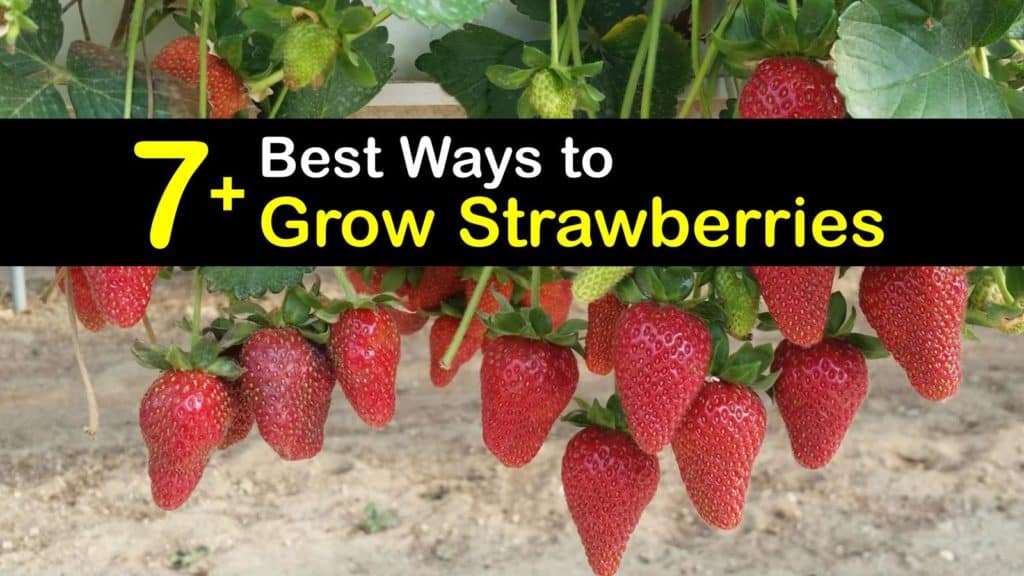 How to Grow Strawberries titleimg1