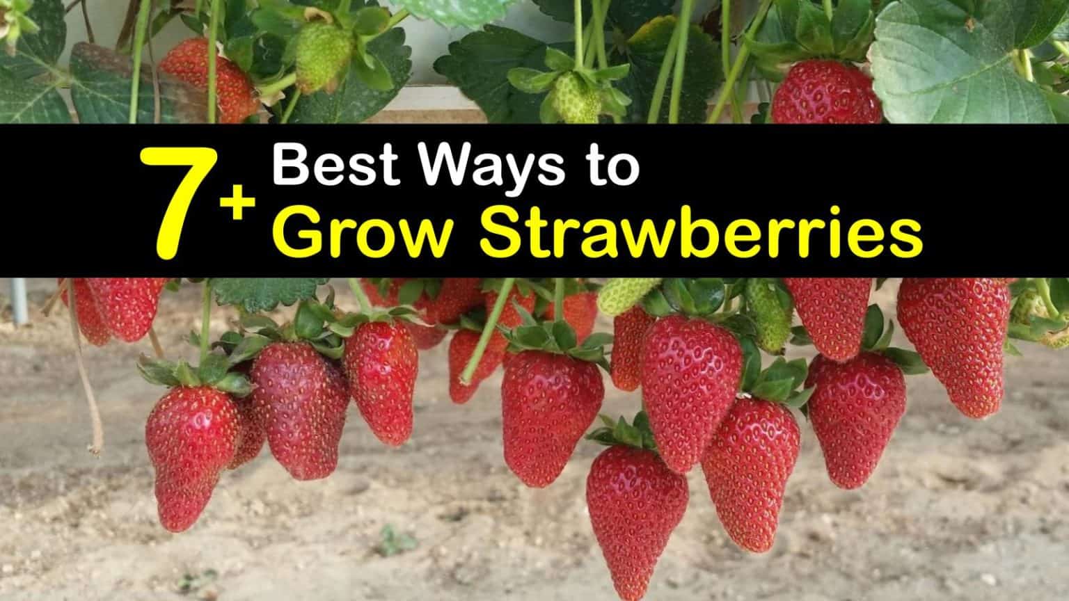 growing strawberries zone 9