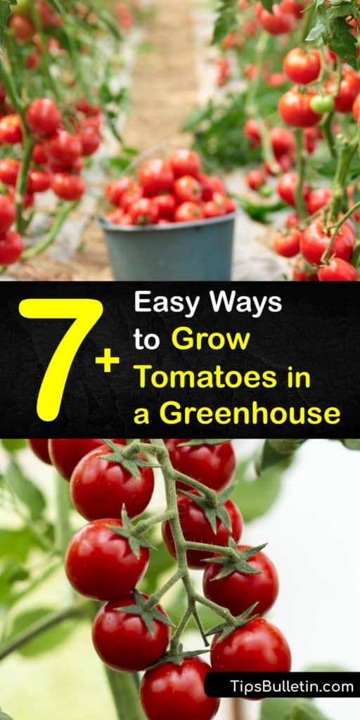 Discover how to plant and care for cordon greenhouse tomatoes at home. Learn how to choose tomato varieties, promote good air circulation, prune, carry out pollination, and more. Prevent blossom-end rot by increasing calcium levels in the soil. #grow #tomatoes #greenhouse