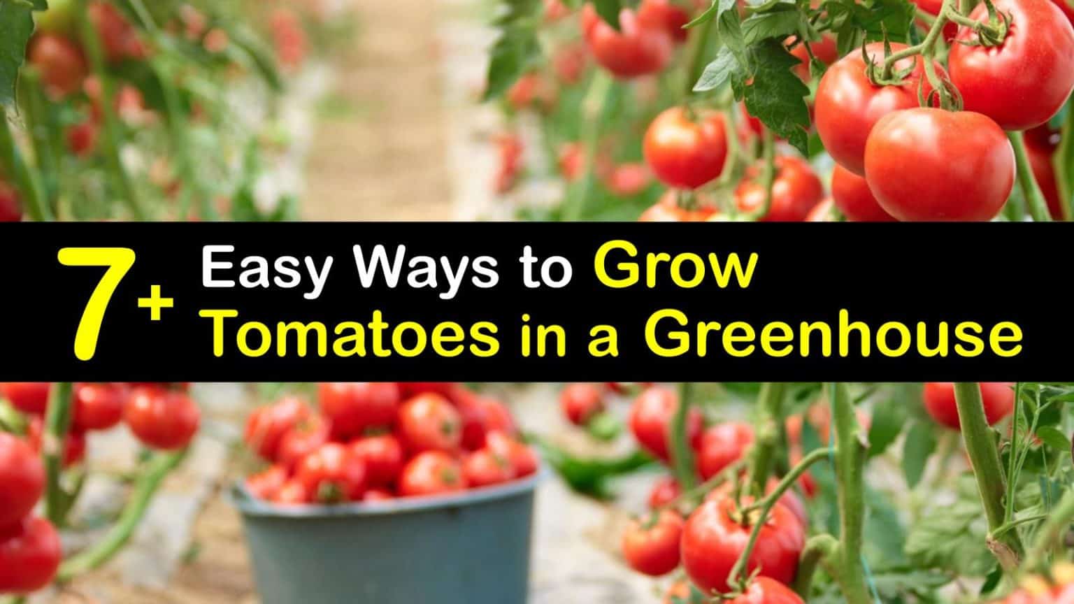 7 easy ways to grow tomatoes in a greenhouse
