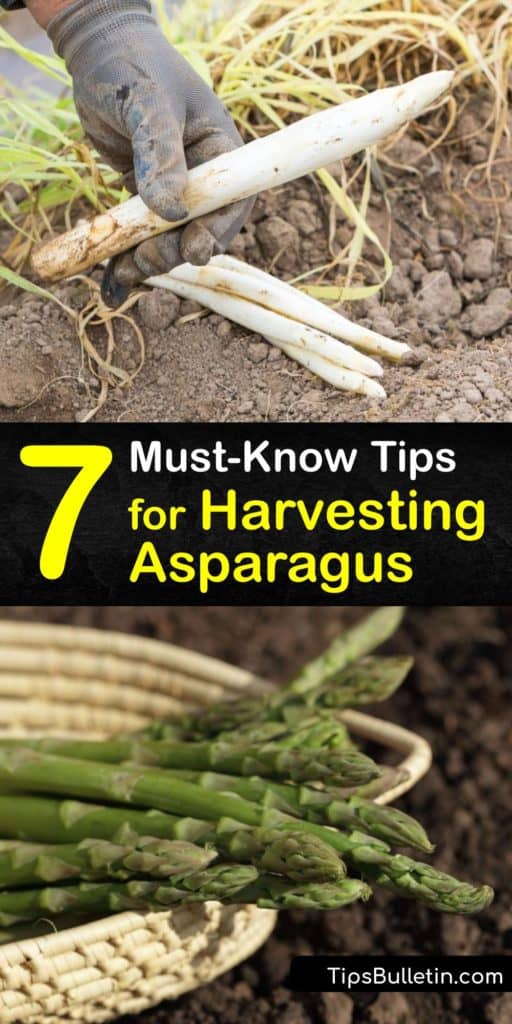 Take your gardening knowledge up a notch with these informative tips to harvest asparagus. Learn about the growing season of female plants, the extensive root system, benefits of mulch, and how to cut the spears at ground level during the third year in the early spring. ##harvest #asparagus