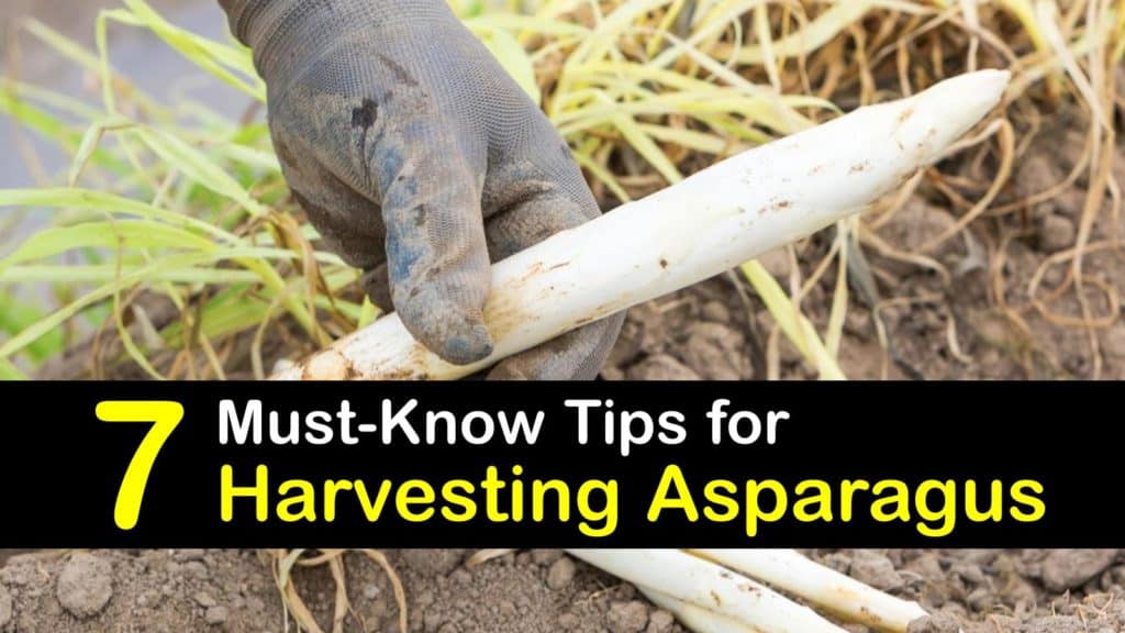 How to Harvest Asparagus titleimg1