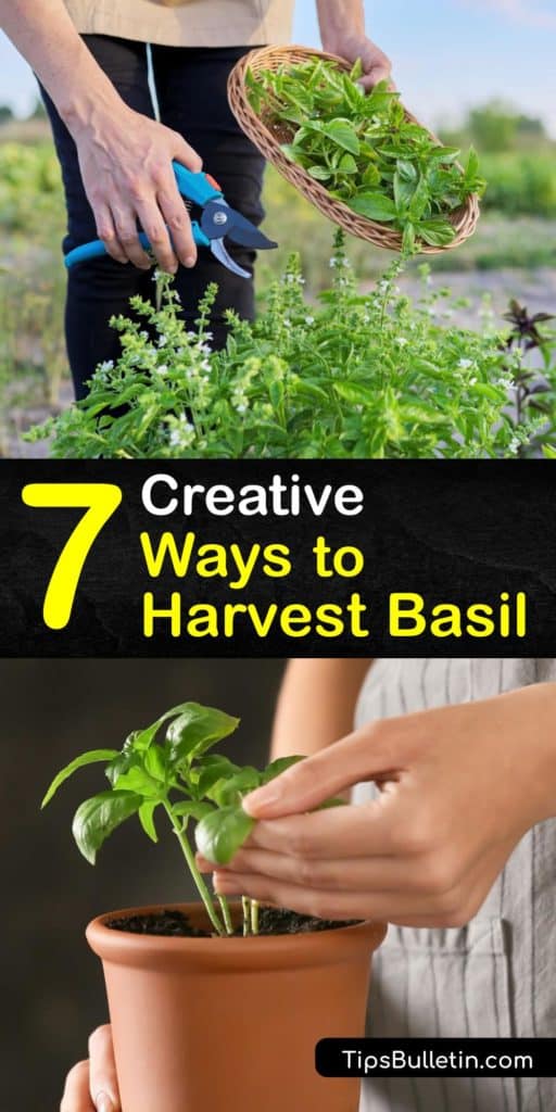 Fresh basil thrives in direct sunlight so the flower buds can grow. Harvesting basil is easy and only requires a sharp pair of scissors. After you harvest-basil, a great DIY way to preserve them is freezing in ice cube trays with olive oil. #howto #harvest #basil