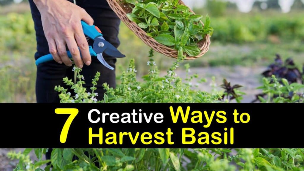 How to Harvest Basil titleimg1