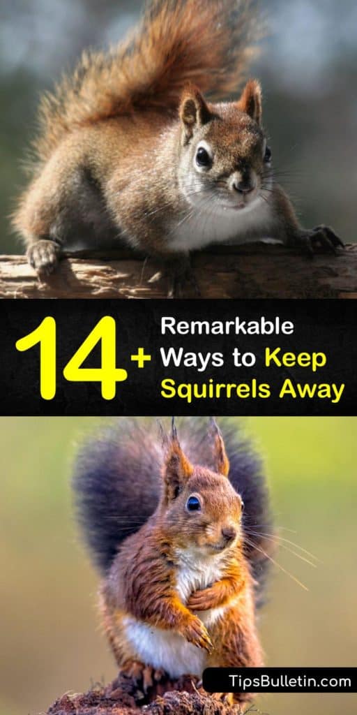 Make a quick run to your local hardware store and pick up some mulch, birdseed, sprinklers, safflower seeds, and chicken wire in order to make homemade squirrel repellent. These ideas for homemade pest control keep critters at a distance without hiring an exterminator. #keep #squirrels #away