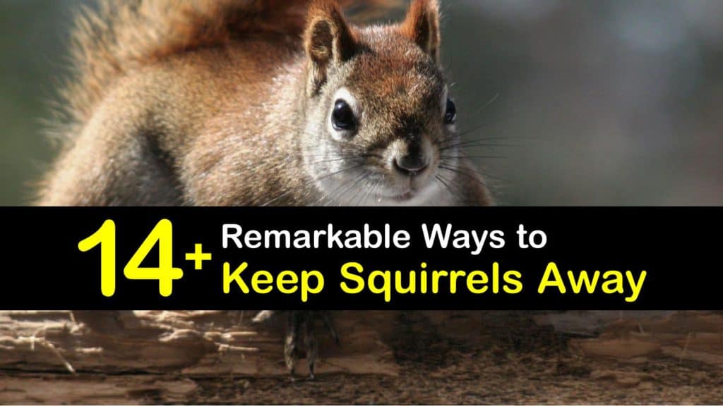 How to Keep Squirrels Out of Your Garden (15 Easy Tips) Squirrel