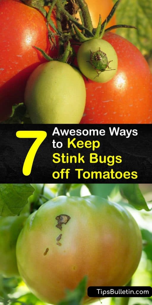 An infestation of the brown marmorated stink bug, which isn’t native to North America, can wreak havoc on your tomato crop. Use soapy water, neem oil, kaolin, or a pheromone trap to protect your precious tomatoes against pests like stink bugs. #howto #repel #stink #bugs #tomatoes